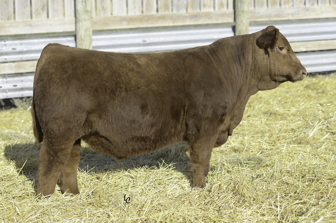 CDI Abundance - Sire
